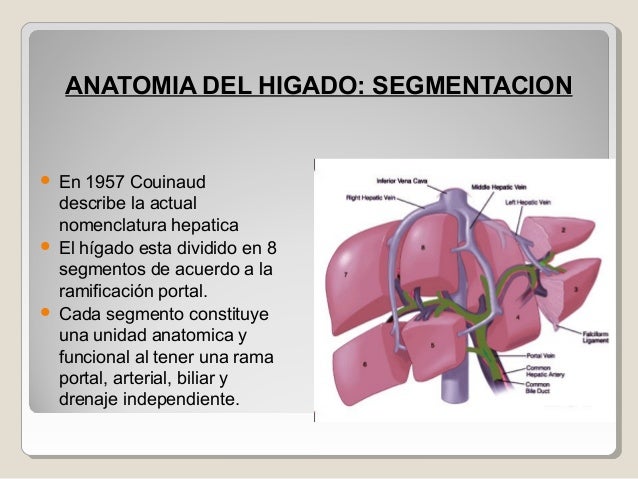 anatomia del higado pdf